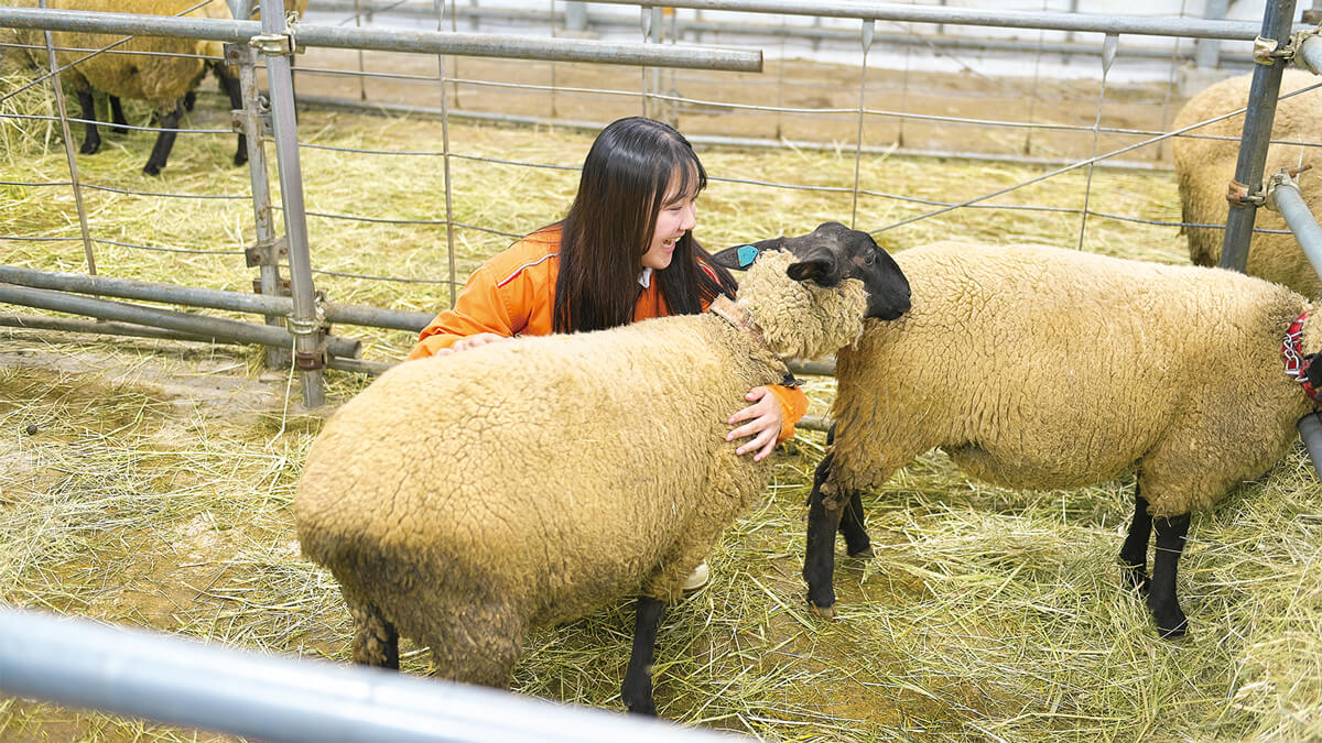 中小家畜研究会