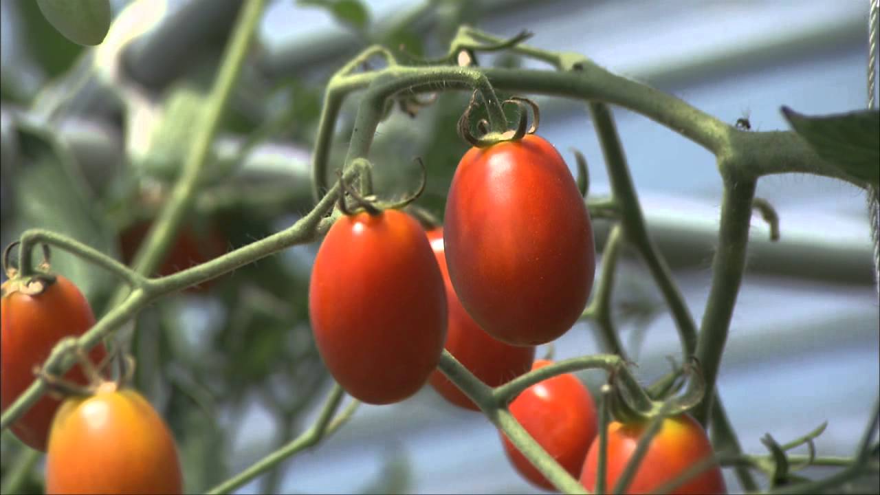 作物生産ステーション