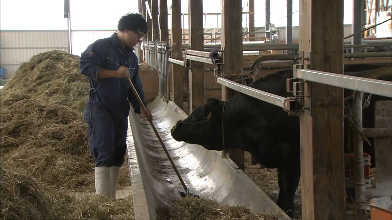 肉畜生産ステーション
