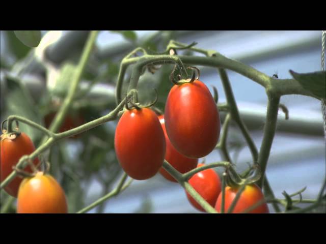 作物生産ステーション